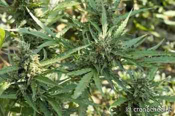 Campobasso, scoperta piantagione marijuana: 3.900 piante, avrebbe fruttato 4 mln - Cronachedi.it - Il quotidiano online di informazione indipendente