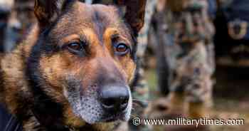 VA medical testing on dogs gets support and criticism in new report - Military Times