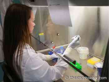 Inside the Saskatoon lab developing a COVID-19 vaccine - Saskatoon StarPhoenix