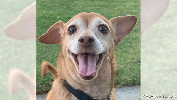 Chihuahua-pug mix Goldi is a happy little girl