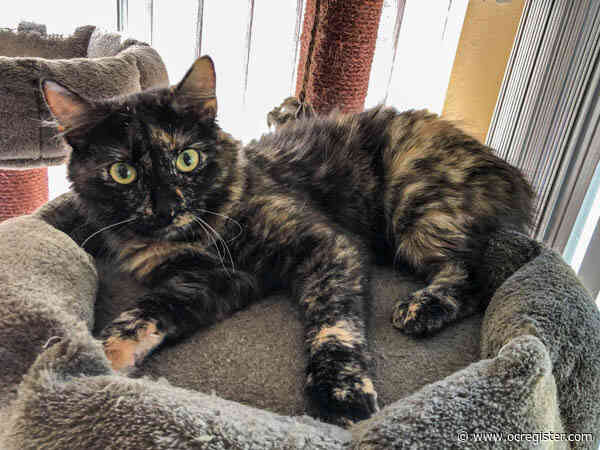 Tortie kitten Lyra is a lovely little ‘lionness’