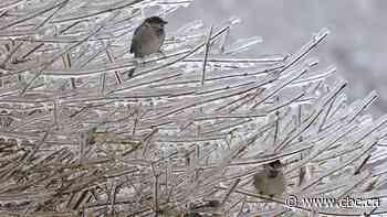 White-throated sparrows change their tune from 3 notes to 2