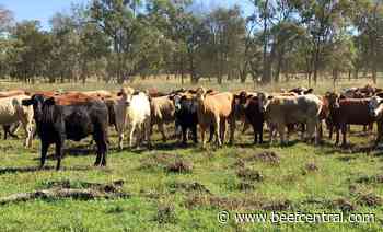 Gibsons to offload quality St George grazing/farming aggregation - Beef Central
