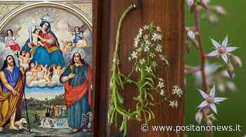 L'Erba dell'Ascensione, dedicata alla Madonna di Bagni: a Tramonti era d'auspicio per le giovani spose - Positanonews