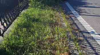Rimini: erba alta sul marciapiede, pedoni camminano a bordo strada. La segnalazione - AltaRimini
