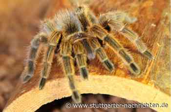 Spinnen, Schlangen und Co. - Wie gefährlich sind exotische Haustiere? - Stuttgarter Nachrichten