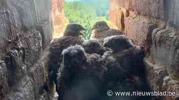 Nest met jonge torenvalkjes ontdekt in toren kasteel van Gaasbeek