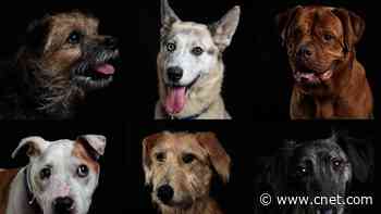 Facebook, Instagram pushing masks, how old your dog really is video     - CNET