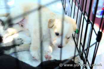 North Yorkshire Police warn of puppy sales scam from lock down