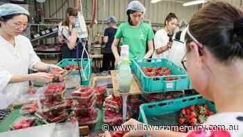 Farm, seafood freight flights to continue - Illawarra Mercury
