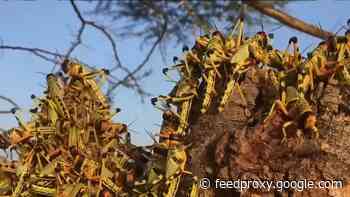 Locusts in Kenya threaten to cut off food supplies