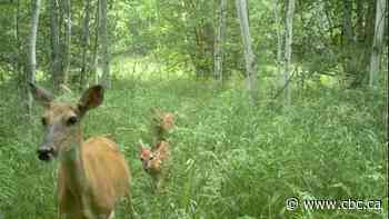 Industry, mild winters clear way for white-tailed deer 'invasion' in Alberta's boreal forest