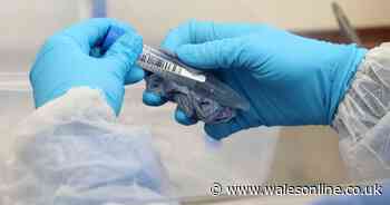 Two more people die during pandemic as cases rise in Wales