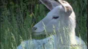 White deer that lived on Forest Lawn grounds dies