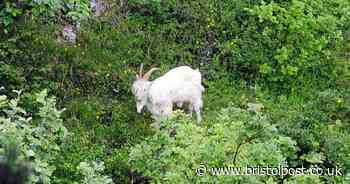 Plan to restock herd in 'goat gully' delayed