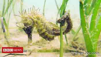 Seahorses' return threatened by Dorset visitor influx - BBC News