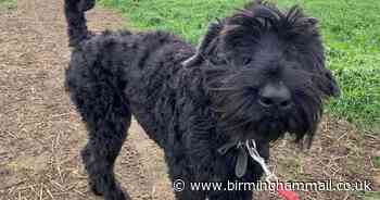 Dog needs life-saving op after swallowing 26 golf balls on walk