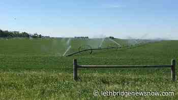 Kenney: Province “studying” massive investments into Southern Alberta's irrigation system - Lethbridge News Now