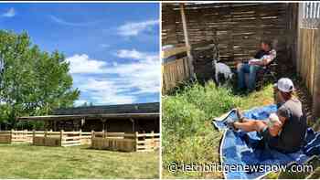 Snuggle some goats at the Lethbridge Corn Maze - Lethbridge News Now