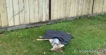 Fish and wildlife officers investigate report of coyote shot and killed in Edmonton neighbourhood