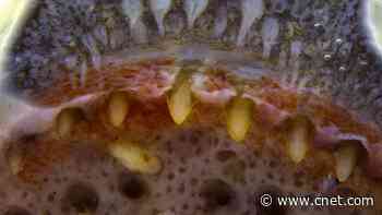 Scientists find snake-like dental glands in an amphibian for the first time     - CNET