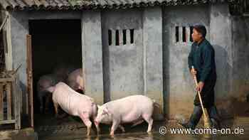 G4-Virus: Neue Schweinegrippe in China - Mediziner sprechen von möglicher Pandemie - Meinerzhagener Zeitung