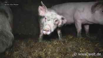 Unter diesen unwürdigen Bedingungen müssen viele Schweine leben