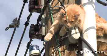 Catastrophe averted: kitty stuck atop pole in northeast Calgary rescued by firefighters