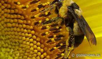 Alberta bee population impacted by cold weather, COVID-19 pandemic