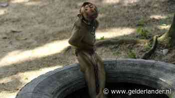 Geketende aapjes moeten tot duizend kokosnoten per dag plukken