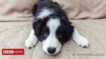 'Puppy scam' reports in North Yorkshire amid pandemic