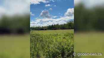 Dalmeny, Sask., family working hard to bring escaped bison home
