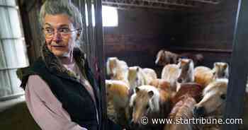 Southern Minnesota veterinarian's bill for rescued miniature horses approaches $1.5 million