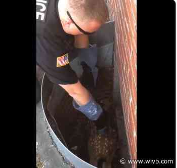 West Seneca Police officer rescues trapped fawn