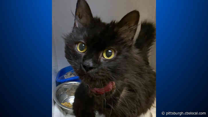 Erie Animal Shelter Performs Emergency Surgery On Kitten With Collar Grown Into Her Neck