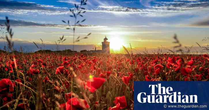 Dover clifftops 'buzzing with wildlife' after National Trust takeover