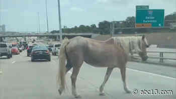 Loose horse spotted crossing SH-288 - KTRK-TV