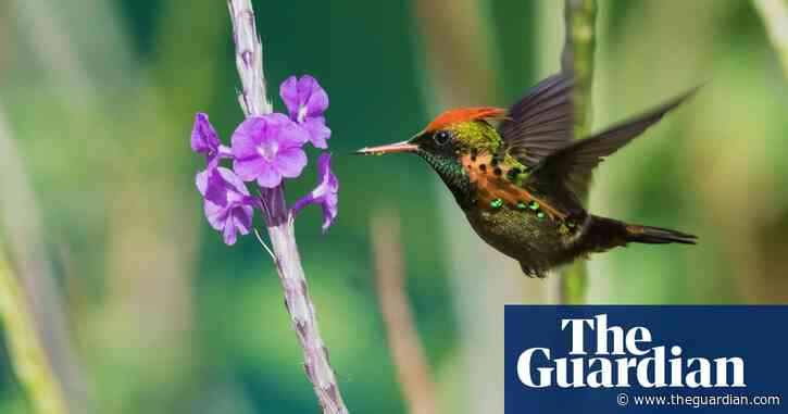 'An ashram for the hummingbird': the Trindad haven for world's tiniest bird