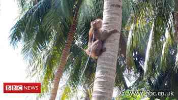 Supermarkets snub coconut goods picked by monkeys