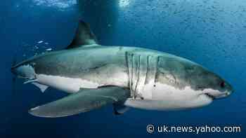 Scuba diver killed in shark attack off Queensland