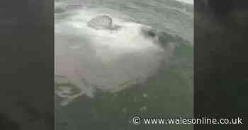 Huge sunfish spotted off Welsh coast