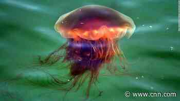 Jellyfish the size of dinner plates are invading US beaches this weekend