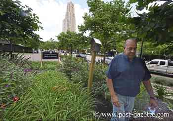 Pollinators welcome at Pitt, a new Bee Campus USA member