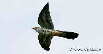 A Bird’s Epic Migration Stuns Scientists and Wins Online Fans