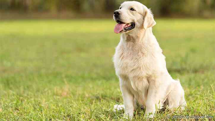 Every Dog Year Isn’t Equal To 7 Human Years, Researchers Now Say