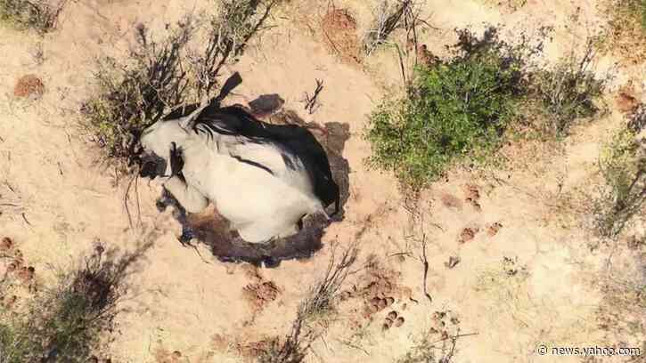 Mystery elephant deaths may have devastating consequences