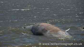 Whale trapped in Wicklow harbour