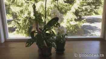 GardenWorks: Indoor Plants