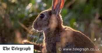 Deadly rabbit virus nicknamed 'bunny ebola' spreading rapidly across southern US - Telegraph.co.uk