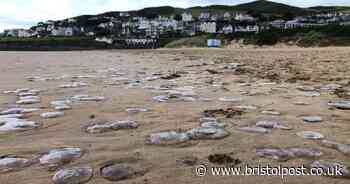 Thousands of jellyfish take over UK beach - Bristol Live